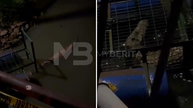 Buaya tular di Tampoi akhirnya masuk perangkap