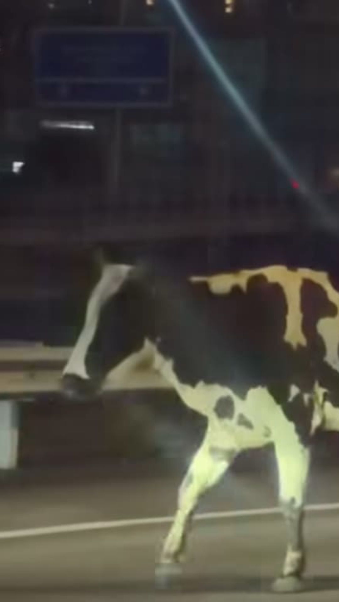 [VIDEO] ‘Lembu siapa terlepas di lebuh raya?’