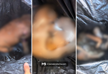 “Sangat Kejam!”, puluhan bangkai anjing didakwa dibuang dalam tong sampah