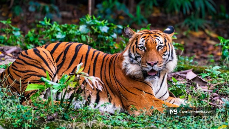 Harimau belang dikesan berhampiran Kem 69 Komando, Perhilitan pasang perangkap