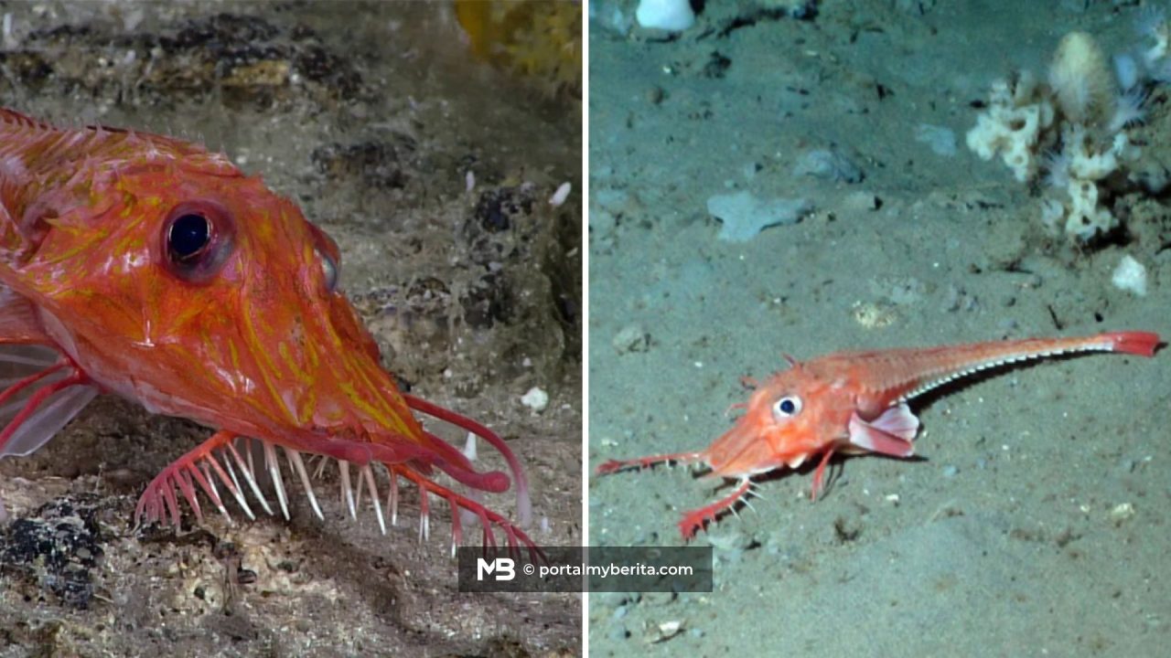 Saintis terkejut, ikan Laut China Selatan ini boleh ‘berjalan’ di dasar laut