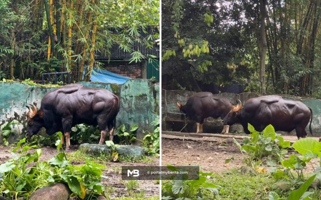 "Ada gym ke dalam zoo?" Badan sasa seladang curi perhatian netizen