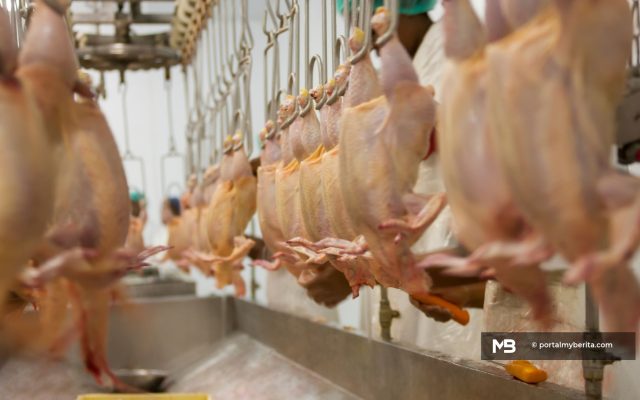Ayam mati akibat rendaman air panas sebelum sembelih, 12 warga asing ditahan