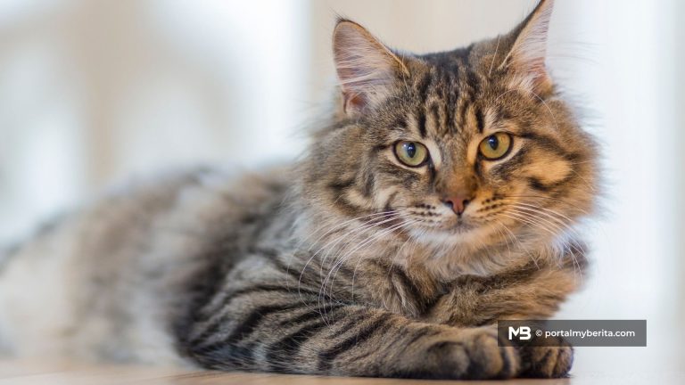 Pencinta kucing boleh senyum, kos vaksin haiwan dapat pelepasan cukai